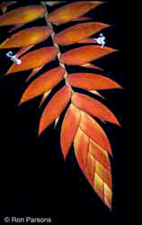 تیلاندزیا دیریانا